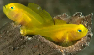 Yellow Goby