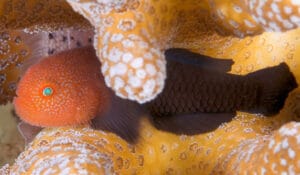 Paragobiodon echinocephalus-id Redhead Coralgoby