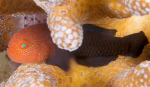 Redhead Coralgoby