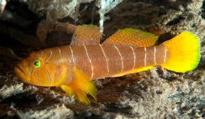 Narrowbar Goby