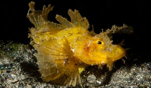 Read more about the article Scorpionfish: Facts You Might Not Know