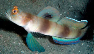 Giant Shrimpgoby
