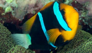 Amphiprion chrysopterus-pl-pg1 Orangefin Anemonefish