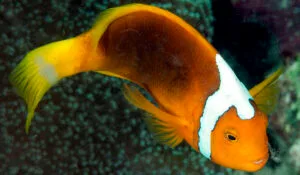 Whitebonnet Anemonefish