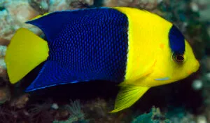 Bicolor Angelfish