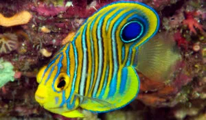 Royal Angelfish