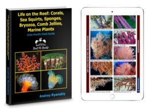 Read more about the article Introducing: ‘Life on the Reef’ New Photo Guide