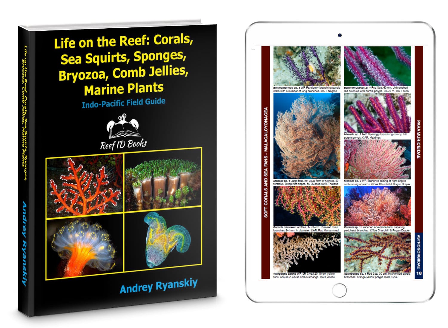 Read more about the article Introducing: ‘Life on the Reef’ New Photo Guide