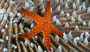 Read more about the article 5 Facts you Might Not Know about Sea Stars