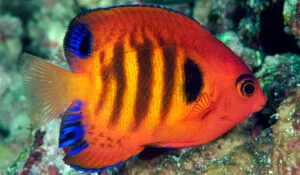 Flame Angelfish
