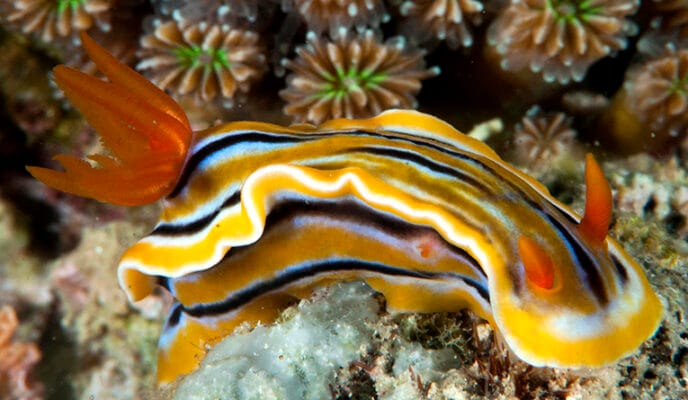 Nudibranchs & Sea Slugs – Reef ID Books: photo guides about marine animals