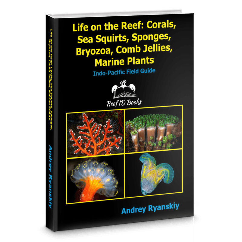 Life on the Reef: Corals, Sea Squirts, Sponges, Bryozoa, Comb Jellies ...