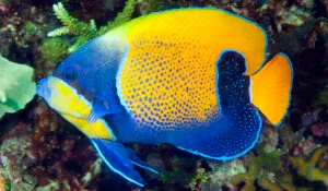 Bluegirdled Angelfish