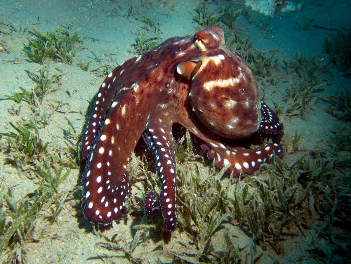 Fun Facts About Octopuses – Reef ID Books: photo guides about marine ...