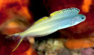 Bicolor Fangblenny