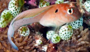 Eared Blenny