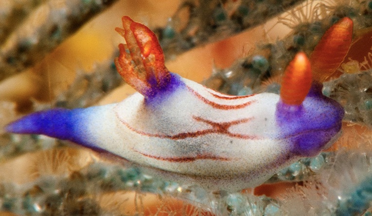 Lined Neon Sea Slug