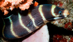 Read more about the article Fun Facts About Moray Eels