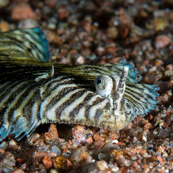 You are currently viewing 12 Must-See Fish in Dahab