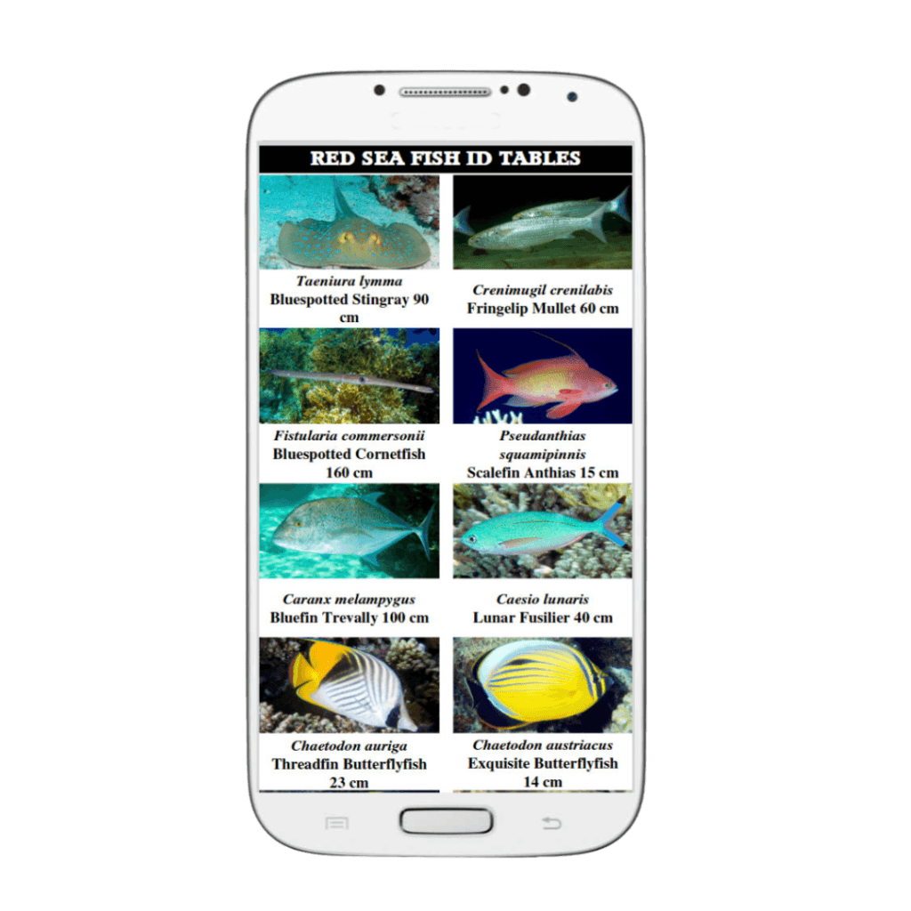 Red Sea ID Table