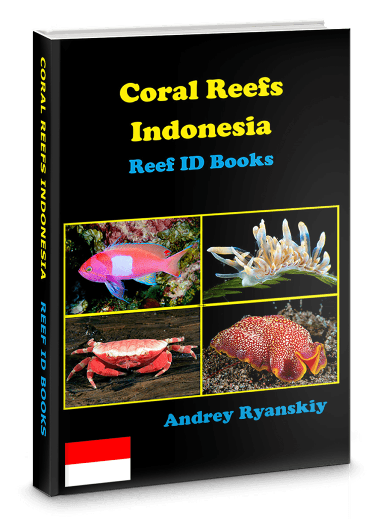 Coral Reefs INdonesia