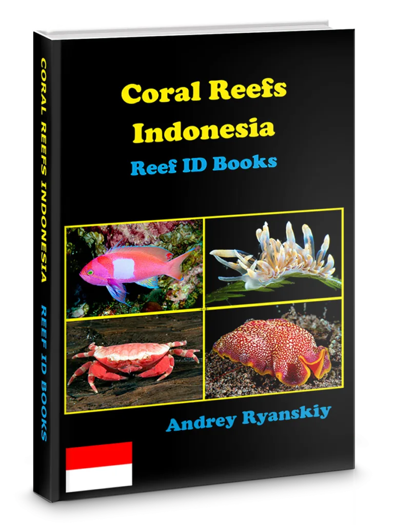 Coral Reefs INdonesia