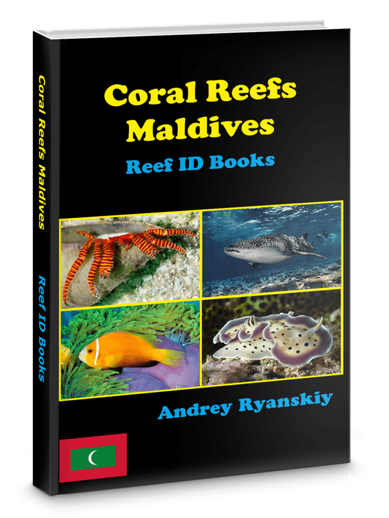 Coral Reefs Maldives