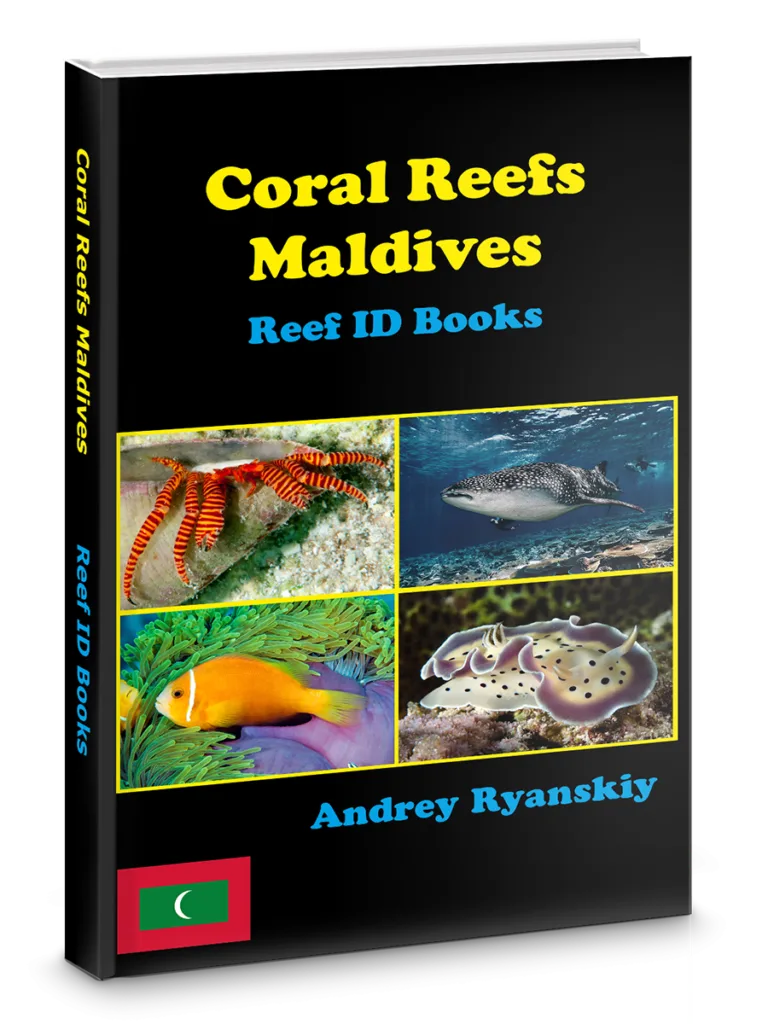 Coral Reefs Maldives