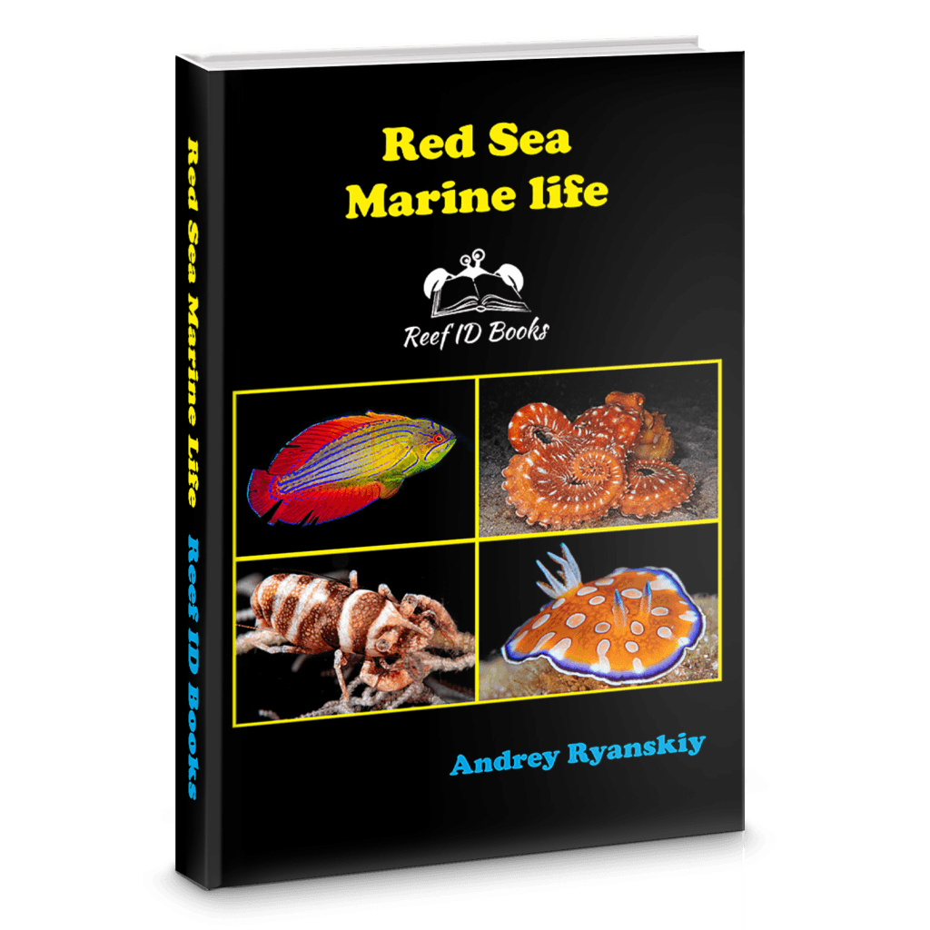 Red Sea fish guide sample pages