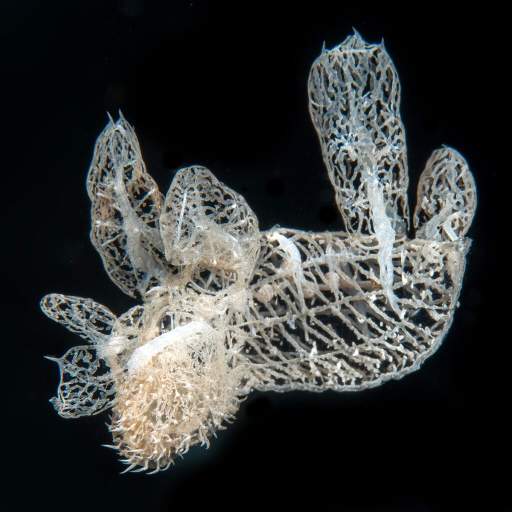 Melibe colemani, Ghost Nudibranch, swimming in the water column