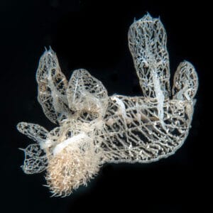 Read more about the article Melibe colemani, iconic nudibranch, now 9000 km closer to Europe