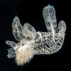 Read more about the article Melibe colemani, iconic nudibranch, now 9000 km closer to Europe