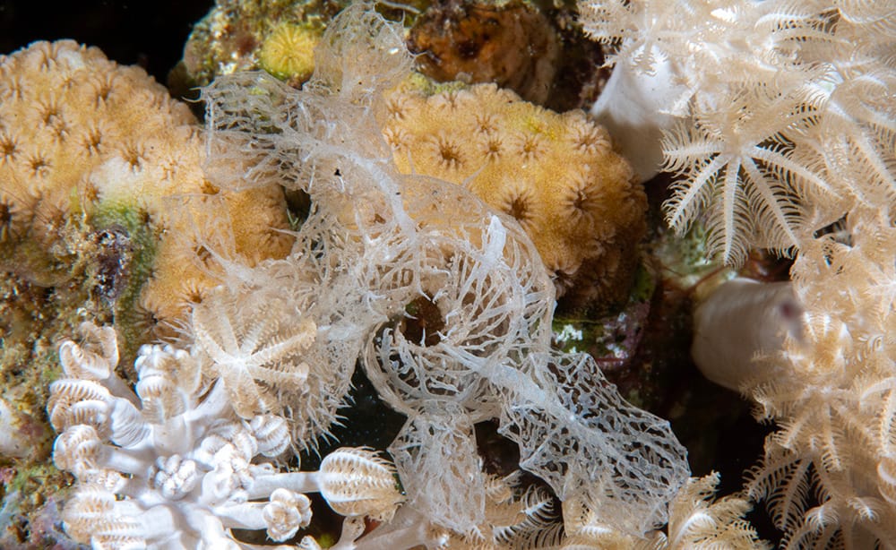 Melibe Colemani is always found near Xenia corals