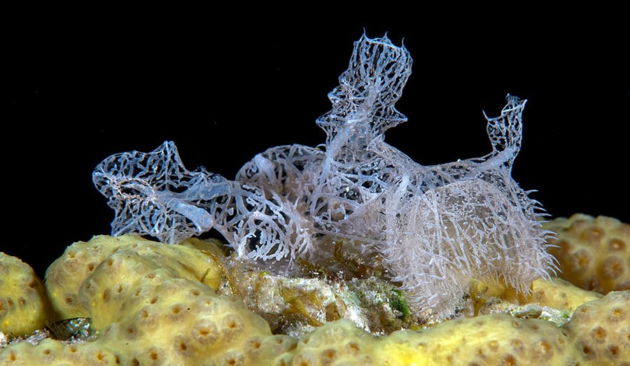 Melibe colemani nudibranch. Head with two rhinophores and oral hood - on the right