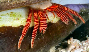 Read more about the article Why Are They Called Hermit Crabs?