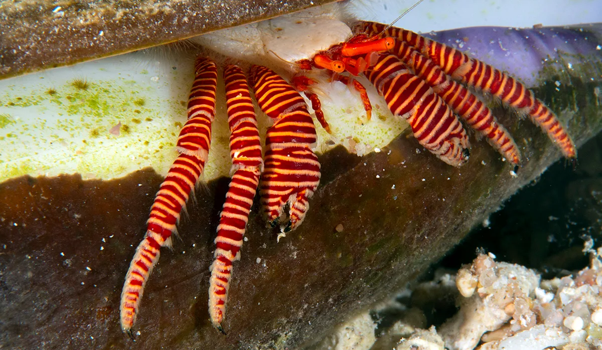 You are currently viewing Why Are They Called Hermit Crabs?