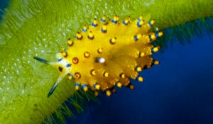 Read more about the article Stiliger ornatus Comes Home: First-Ever Photo in the Red Sea, 197 Years Later