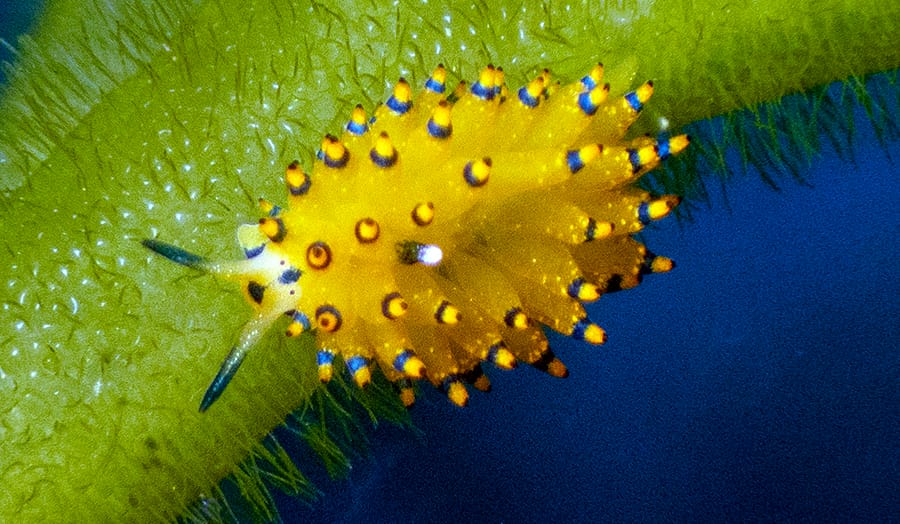 Read more about the article Stiliger ornatus Comes Home: First-Ever Photo in the Red Sea, 197 Years Later