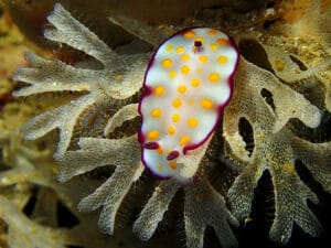 Read more about the article One Day on Dahab dive sites – nudibranchs everywhere!