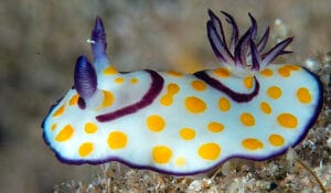 Read more about the article Night Dive – Dahab, Mashraba, low season