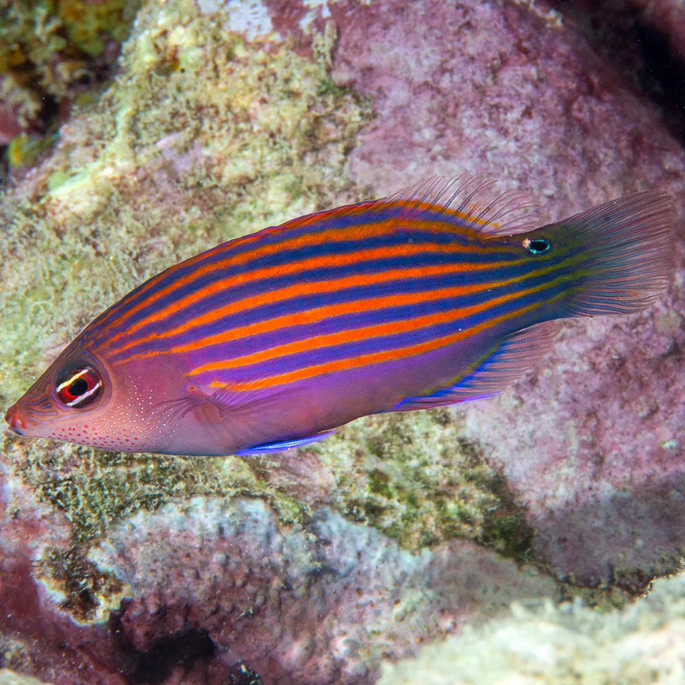 Tropical Fish: Hidden in Plain Sight - Understanding Oceans