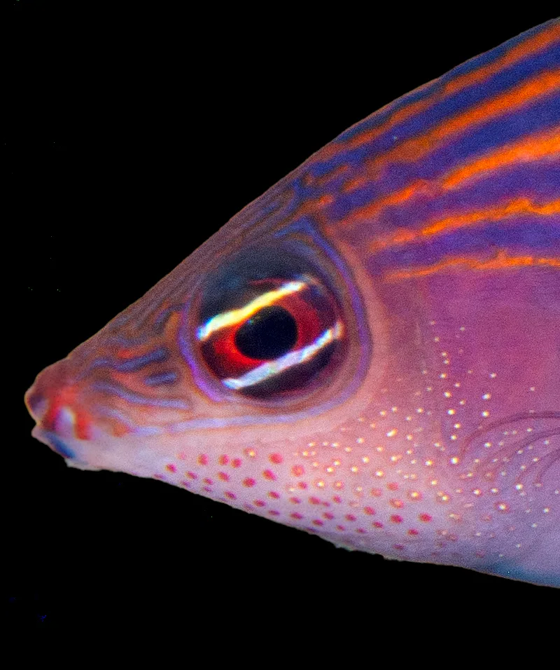 Tropical Fish: Hidden in Plain Sight - Understanding Oceans
