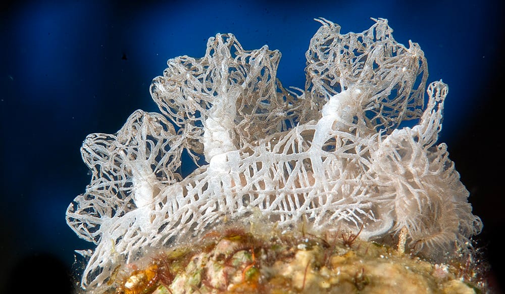 Read more about the article Lighthouse Shines Brightly