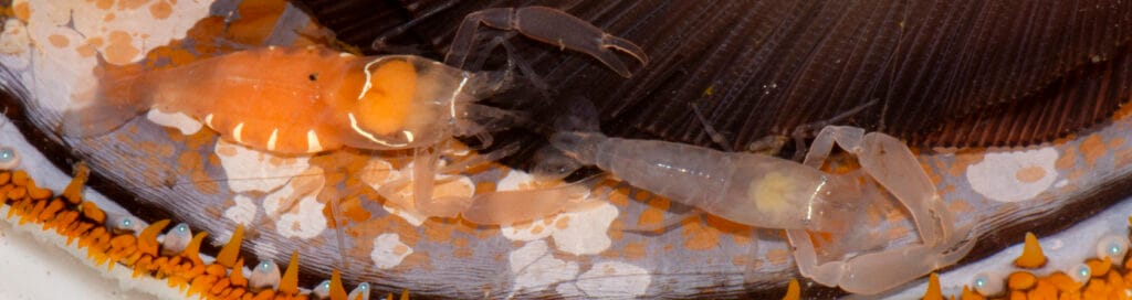 White-Banded Clam Shrimp Anchiopontonia hurii