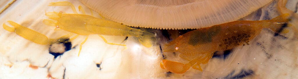 Orange-Dotted Clam Shrimp Anchistus custoides