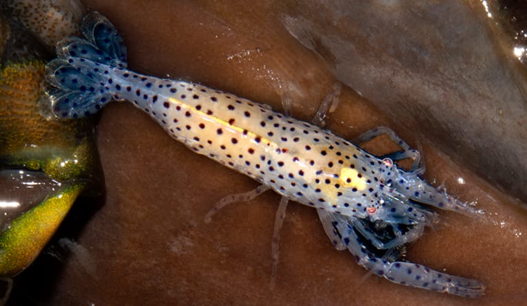Giant Clam Shrimp Anchistus miersi