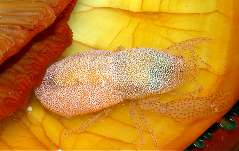 Pinctada Clam Shrimp Conchodytes meleagrinae