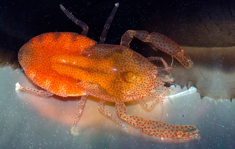 Pinctada Clam Shrimp -Conchodytes meleagrinae