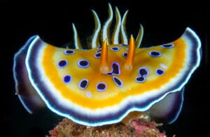 Read more about the article Mapping the Unseen: Dahab Sea Slug Census 2026
