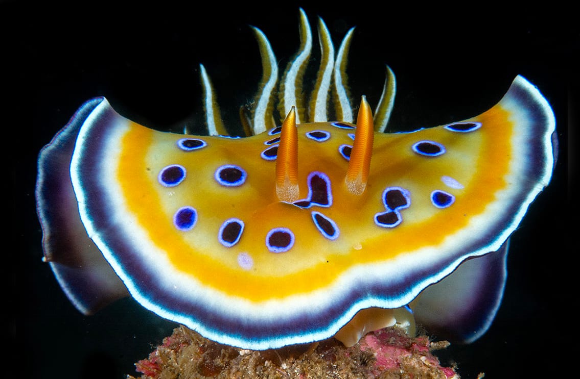 Read more about the article Mapping the Unseen: Dahab Sea Slug Census 2026